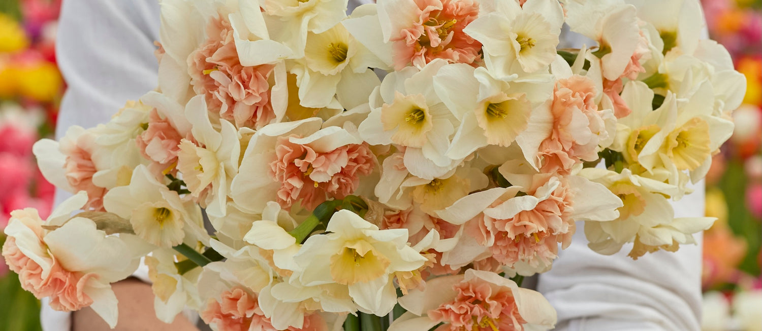 Fall-Planted Daffodil Mix