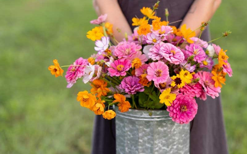Bouquet Featuring Cosmos and Zinnias
