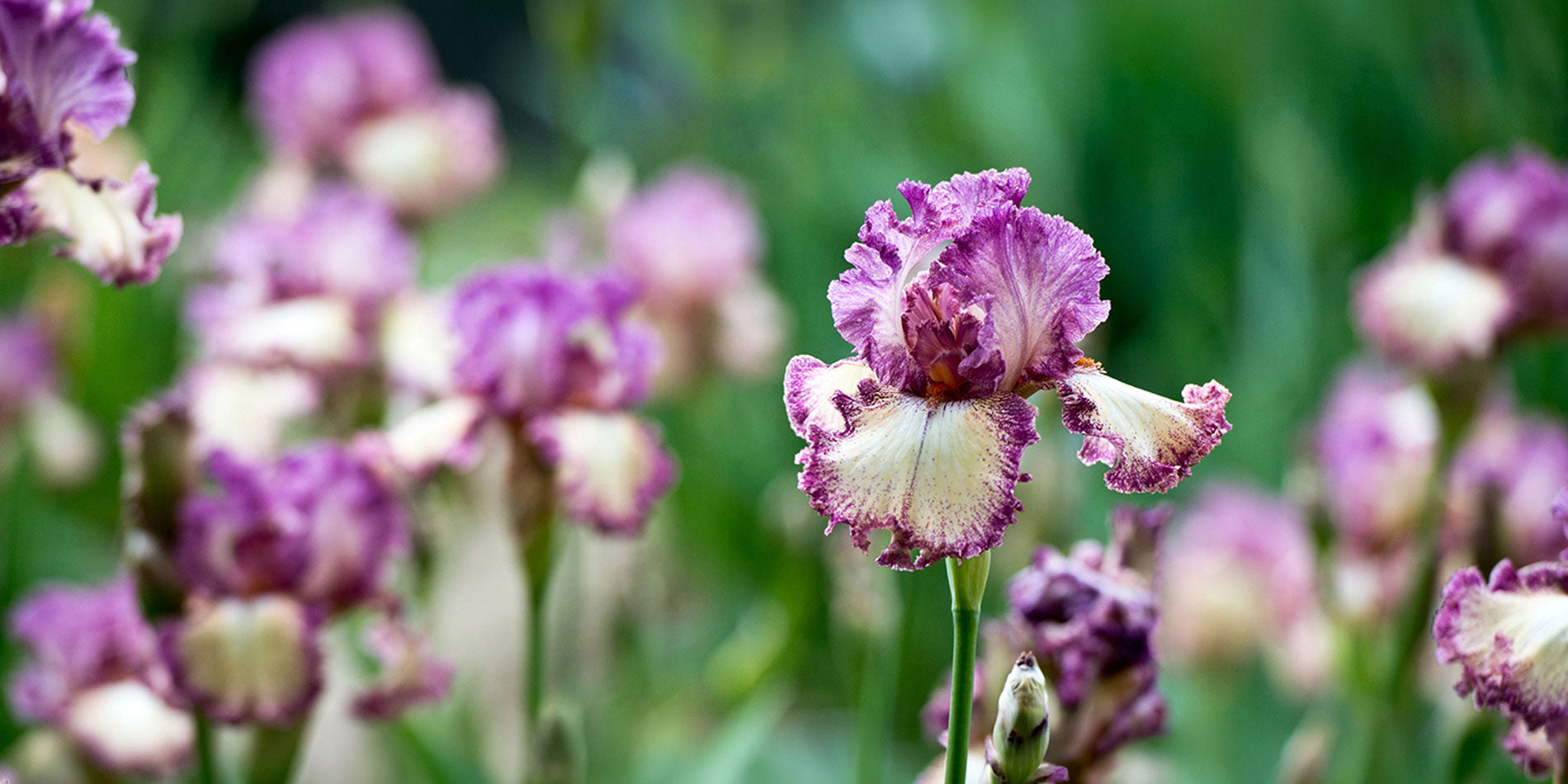 Close-up of a purple and cream iris flower in a garden with other blurred iris blooms and green foliage in the background.