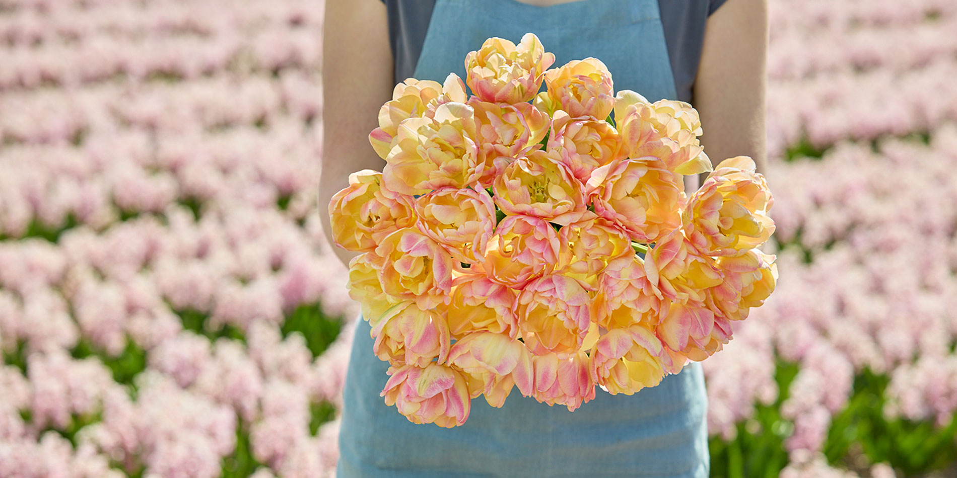 A person in a blue apron holds a large bouquet of yellow and pink tulips in front of a blurred field of pink flowers.