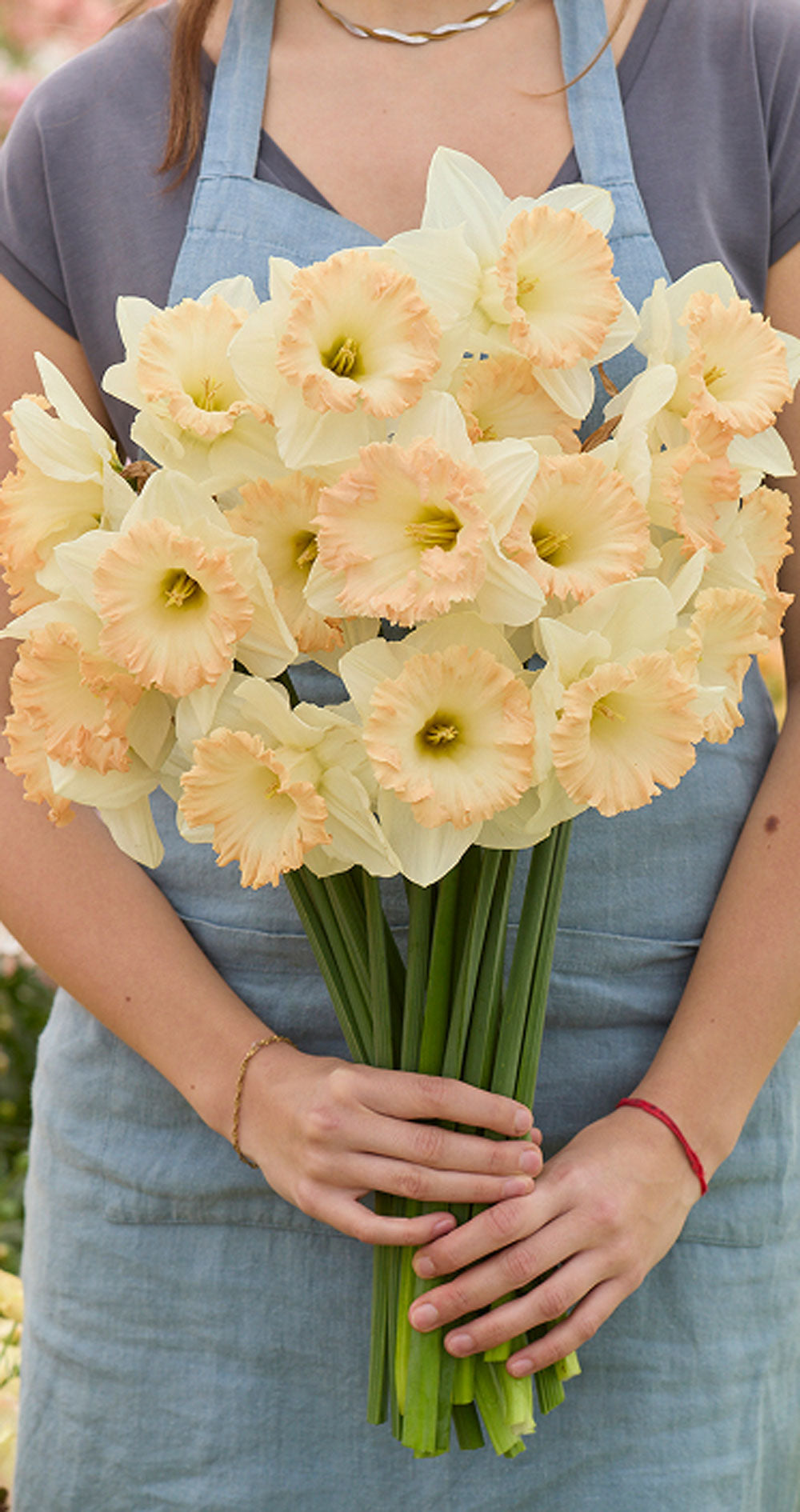 A person wearing a blue denim apron holds a large bouquet of pale peach and cream daffodils with green stems.