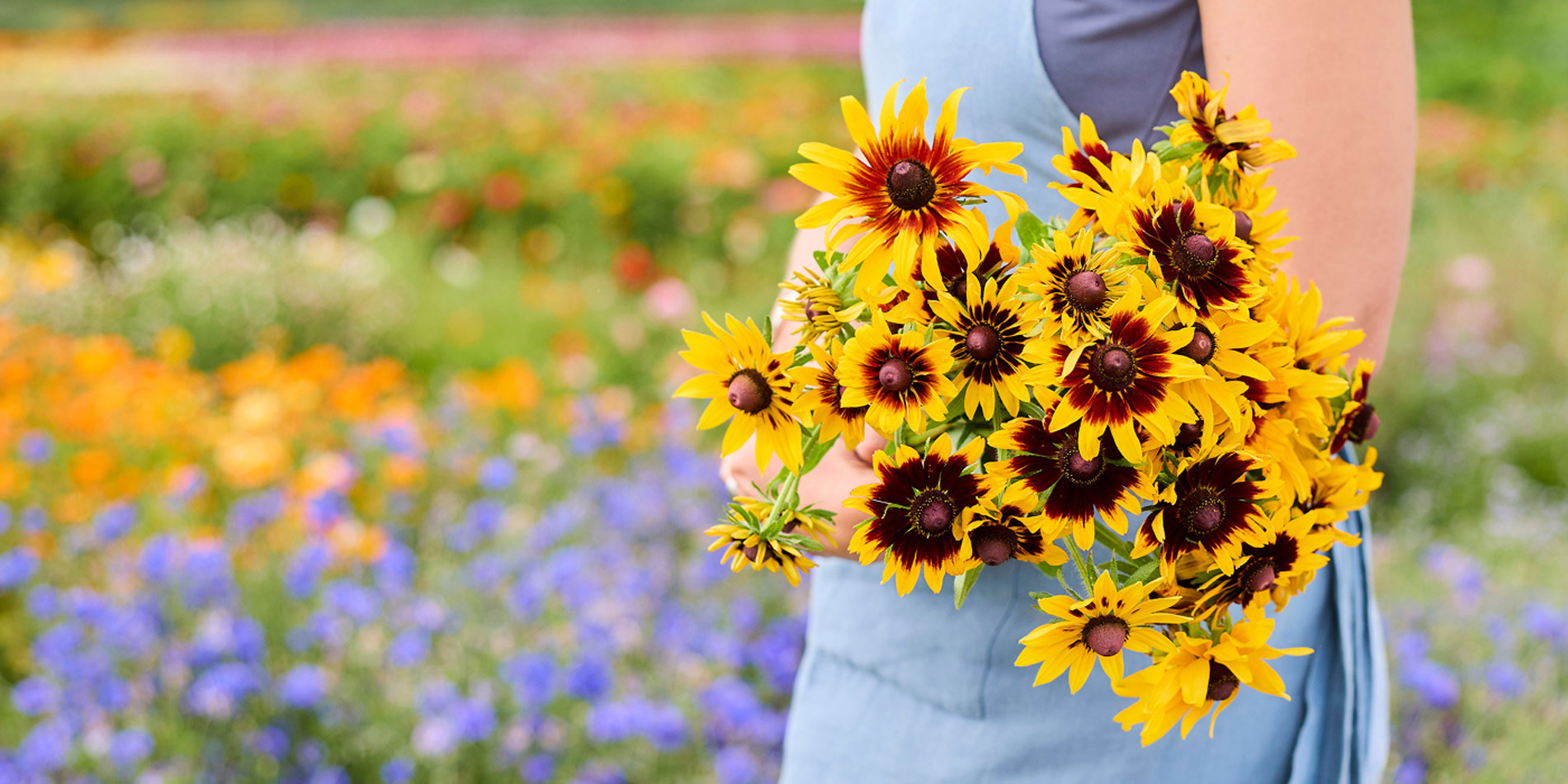 A person in a blue dress holding a vibrant bouquet of yellow and brown/black flowers, set against a blurred background of a colorful flower field.