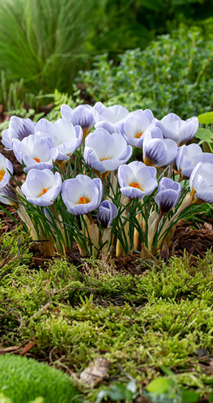 A cluster of blooming crocuses with pale lavender-blue petals and orange centers growing in mossy garden soil.