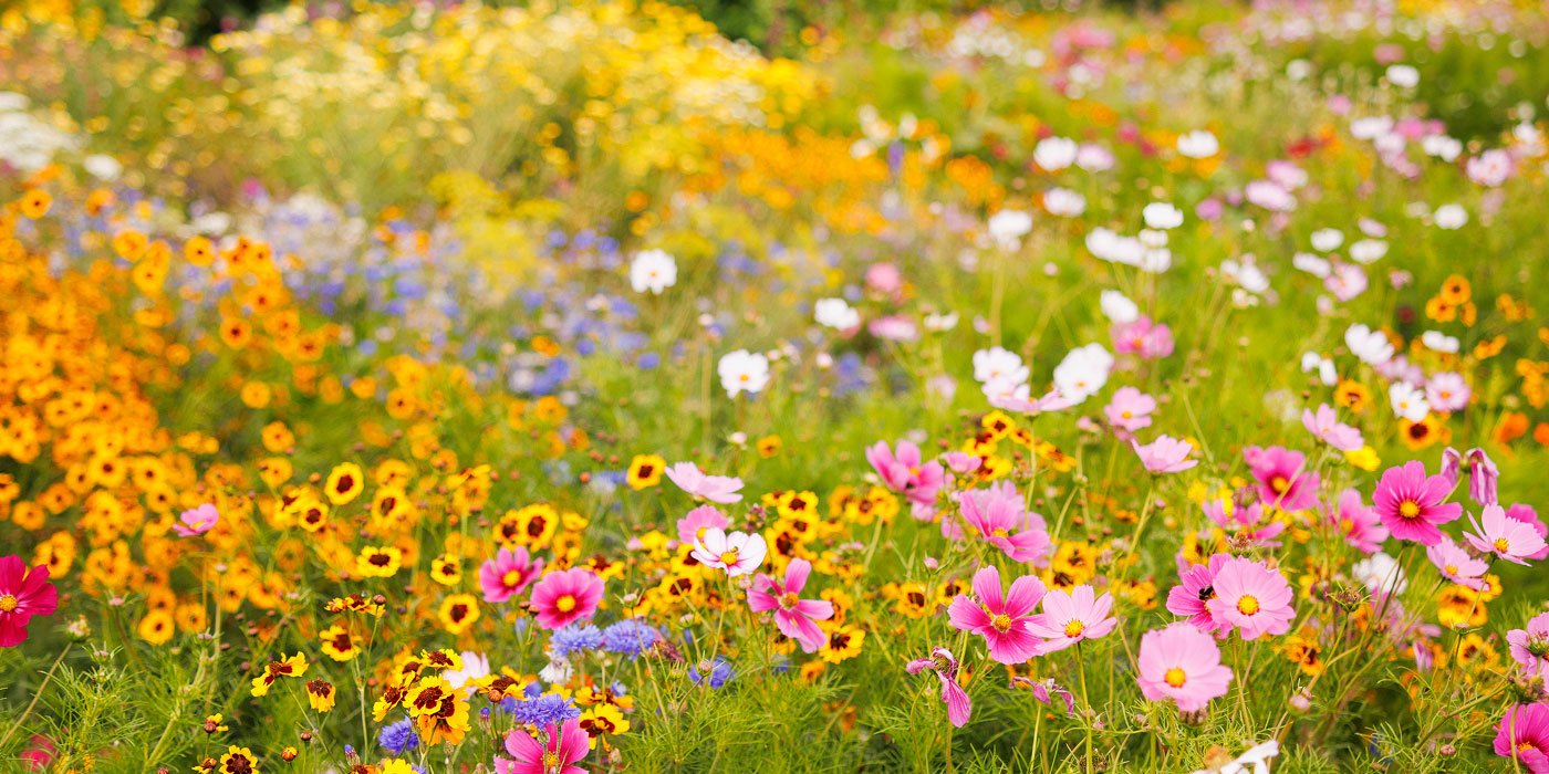 A vibrant wildflower meadow filled with pink, yellow, orange, and white flowers in a lush green field.