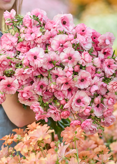 A close-up of a large bouquet of pink flowers, including anemones and buttercups, with some peach-colored blooms visible in the foreground and a person's arm holding the bouquet on the left.