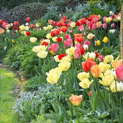 tulips in yard