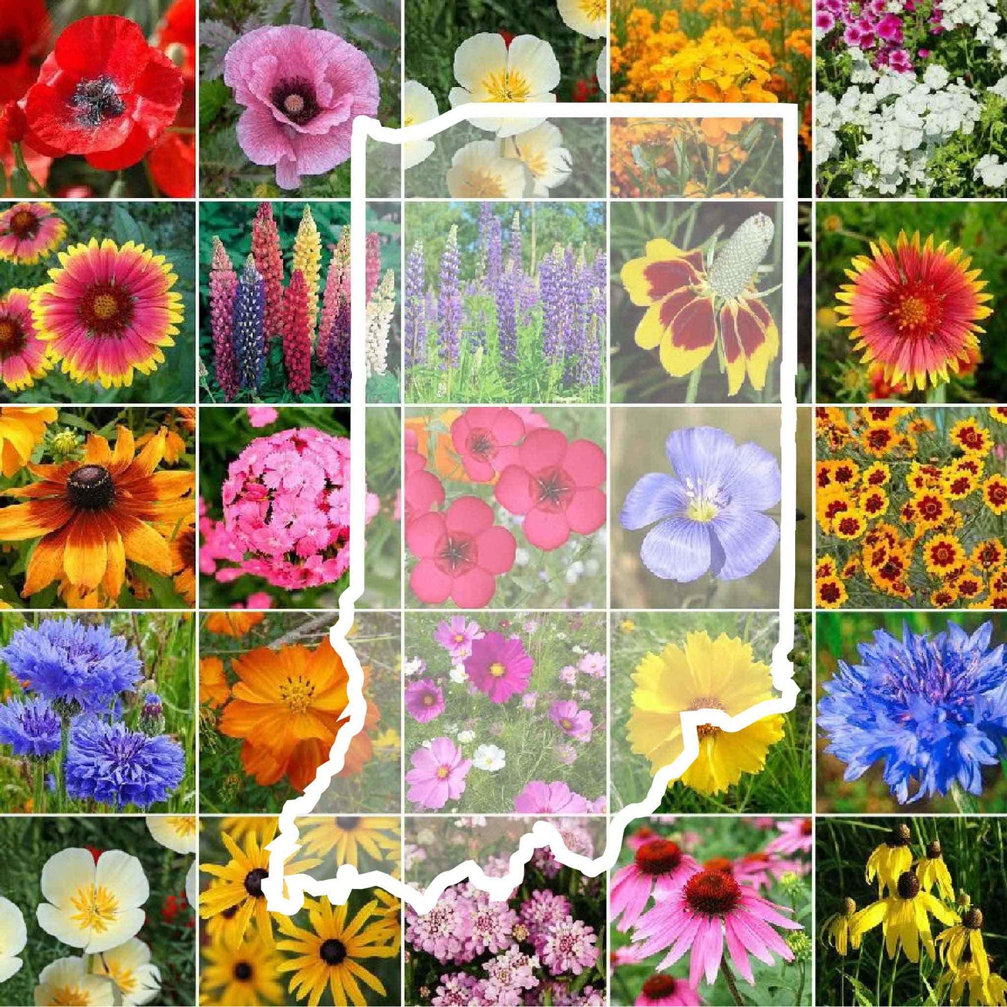 Indiana Wildflower Seed Mix Eden Brothers