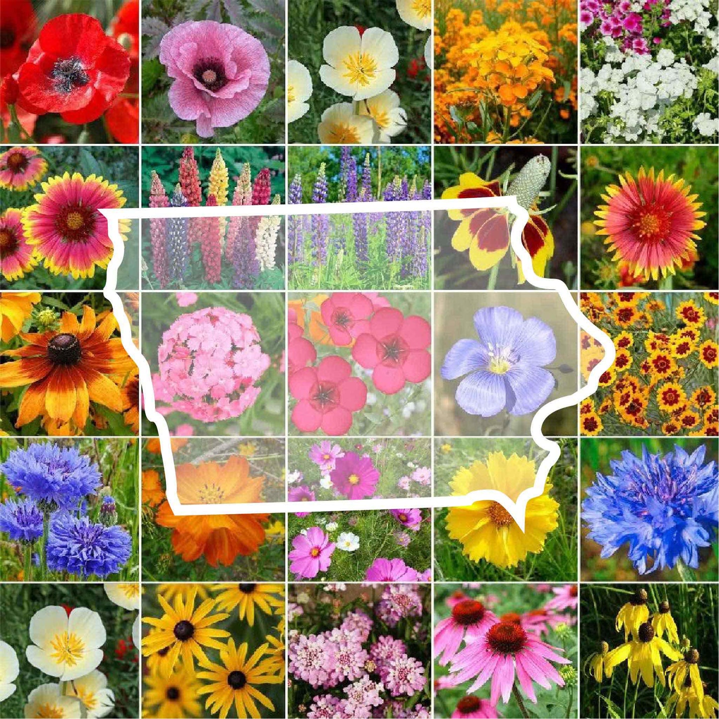 Iowa Wildflower Seed Mix Eden Brothers