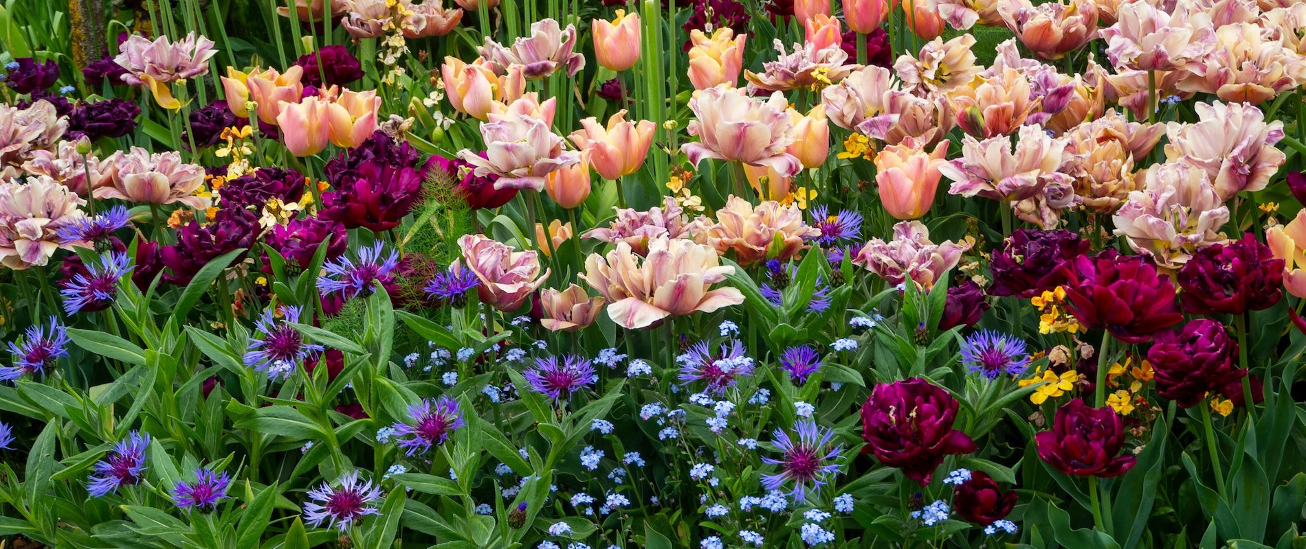 Flower Bulbs & Heirloom Seeds Vegetables, Herbs, and Wildflowers