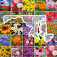 maryland wildflower seed mix
