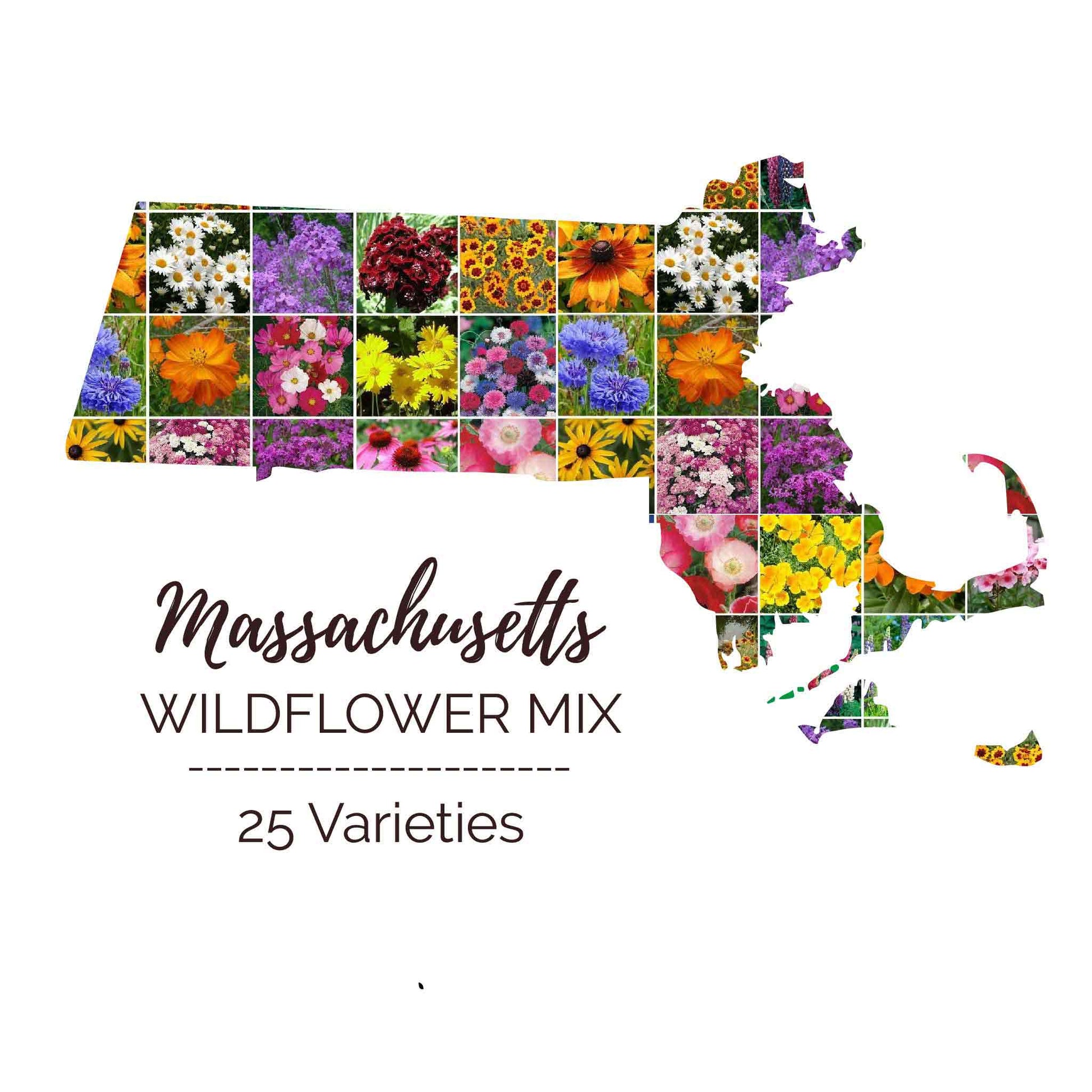 massachusetts wildflower seed mix