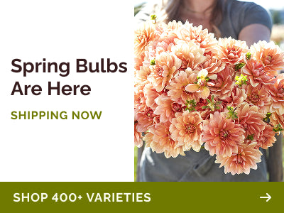 Giant Allium Bulbs - Pinball Wizard | Fall Flower Bulbs | Eden
