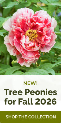 https:  www.edenbrothers.com collections peony-roots?pf t plant type=Plant+Type%3A+Tree banner