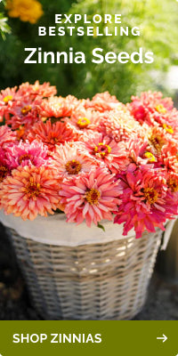 collections zinnia seeds banner