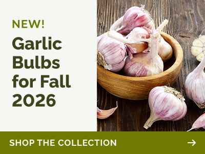 collections garlic-bulbs banner