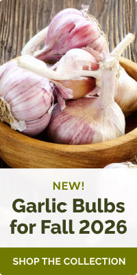 collections garlic-bulbs banner