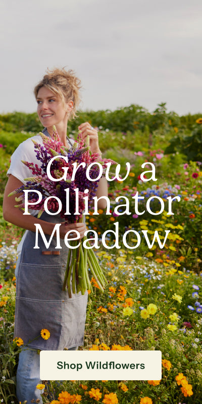 A woman standing in a flower meadow holding a bouquet of wildflowers, with large overlaid text reading 'Grow a Pollinator Meadow' and a button that says 'Shop Wildflowers'.