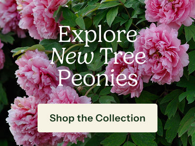 Pink peony flowers with green foliage and overlaid text reading 'Explore New Tree Peonies' and a 'Shop the Collection' button.