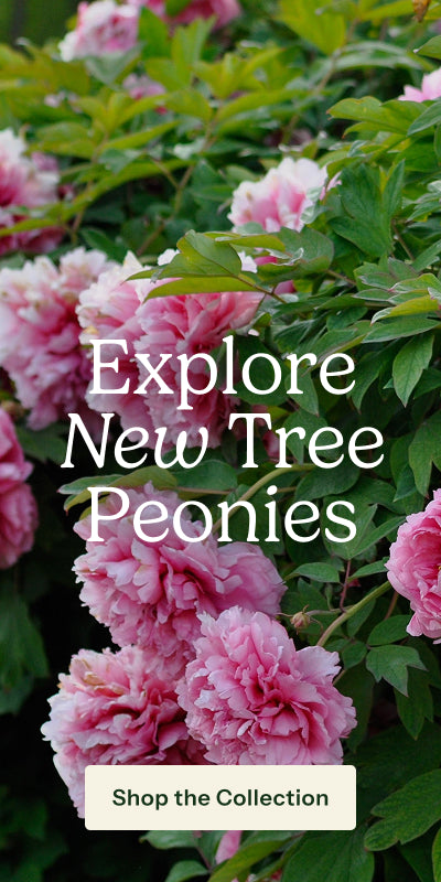 Pink peony flowers with green foliage, overlaid with the text 'Explore New Tree Peonies' and a button reading 'Shop the Collection'.