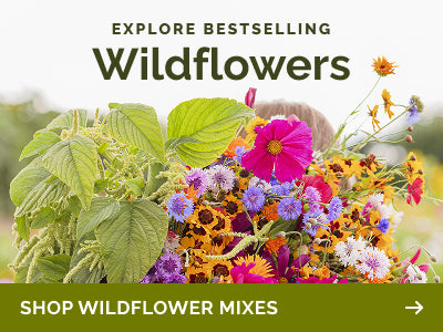 collections wildflower seed mixes banner