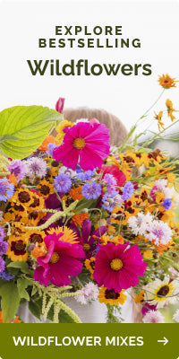 collections wildflower seed mixes banner