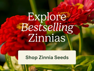 A promotional graphic featuring large red zinnia flowers with green leaves and stems, overlaid with the text 'Explore Bestselling Zinnias' and a white button that reads 'Shop Zinnia Seeds'.