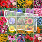 montana wildflower seed mix