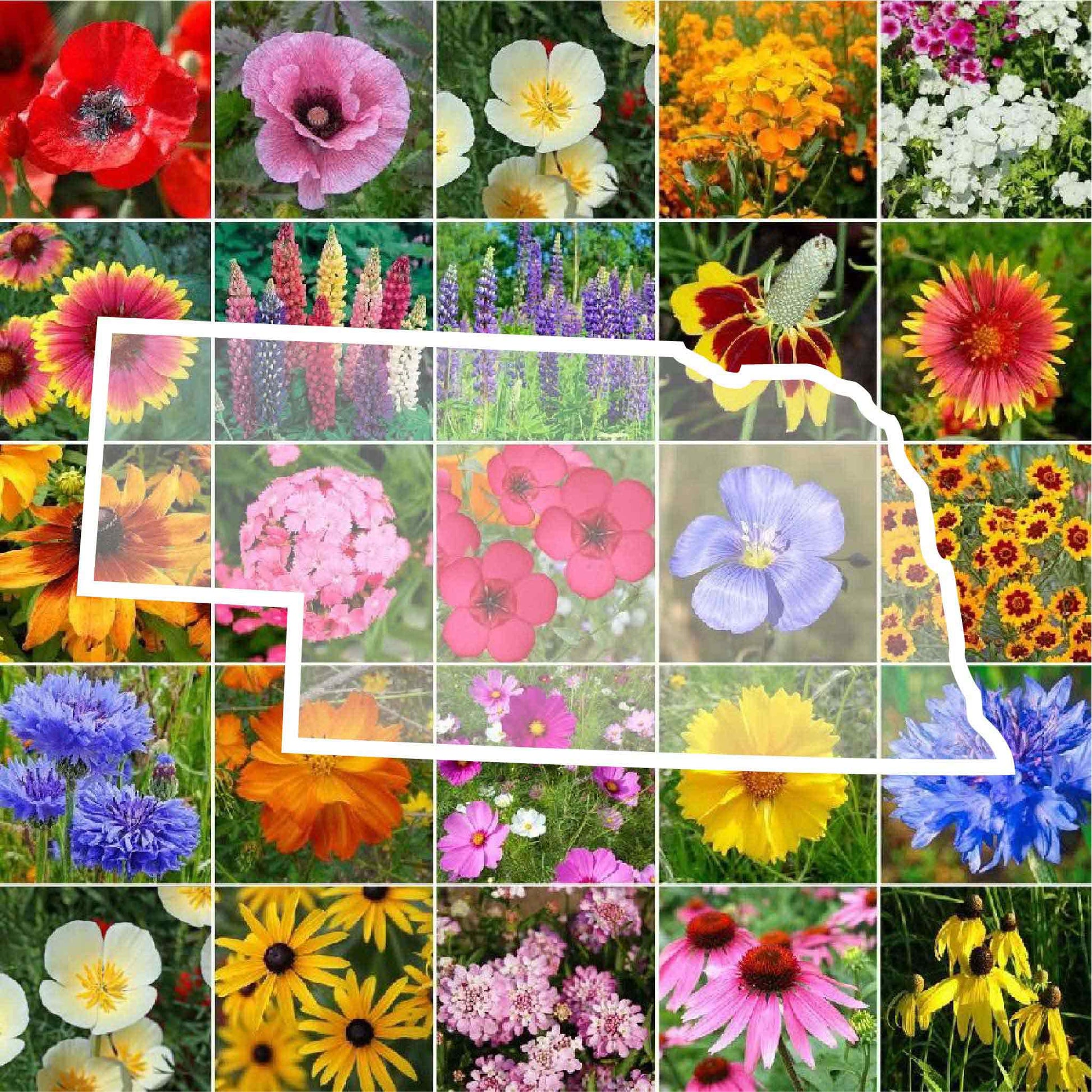 nebraska wildflower seed mix
