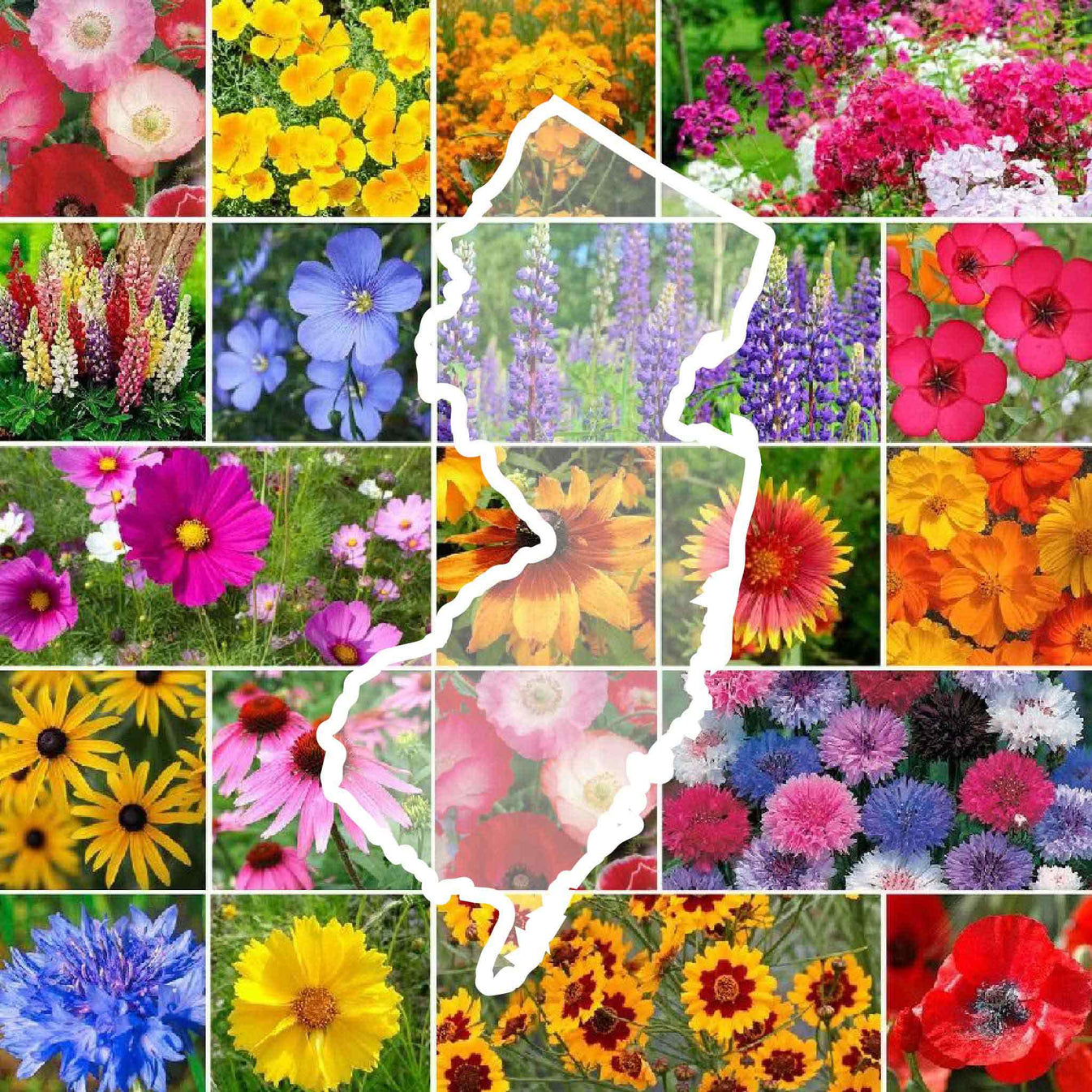 New Jersey Wildflower Seed Mix | Eden Brothers