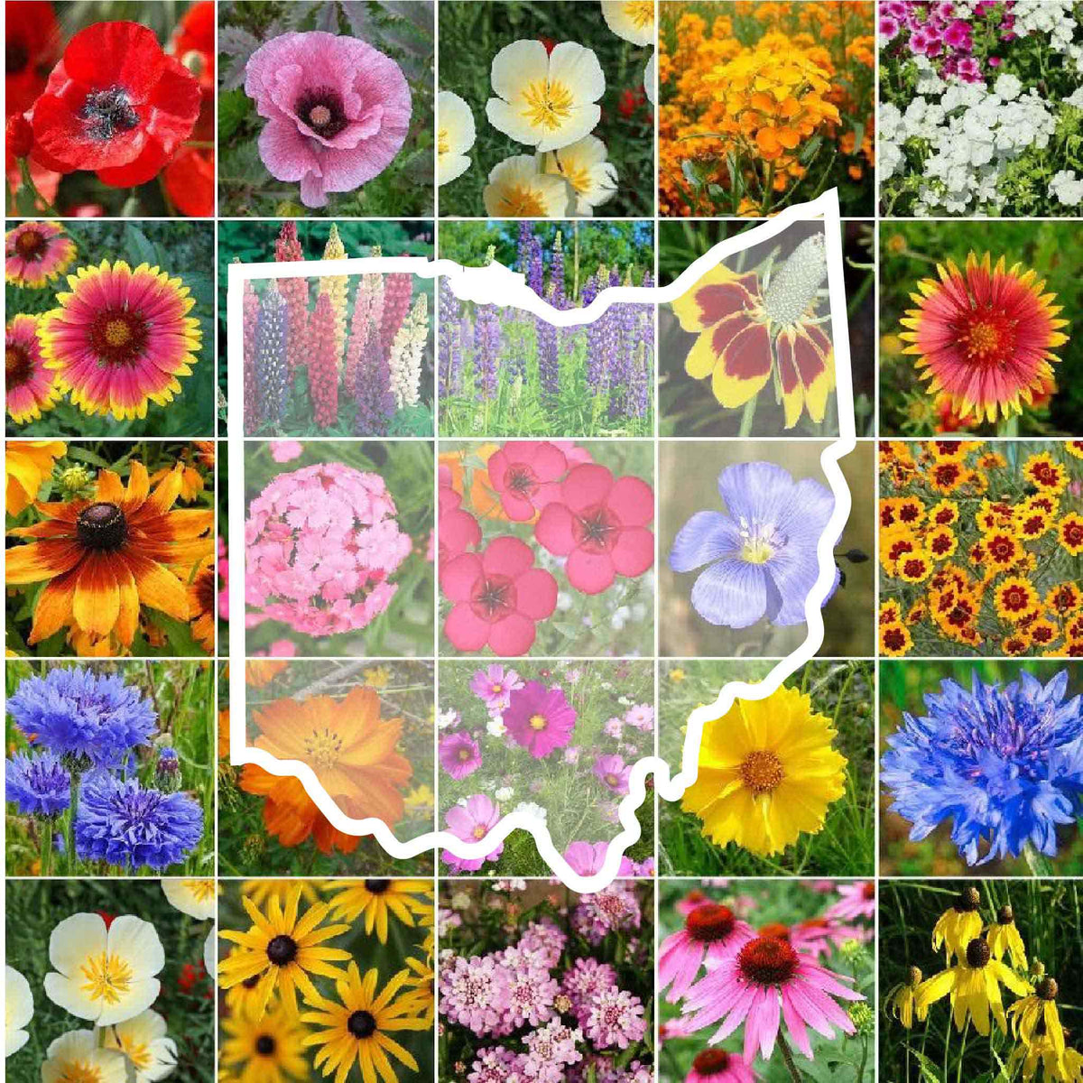 Ohio Wildflower Seed Mix | Eden Brothers