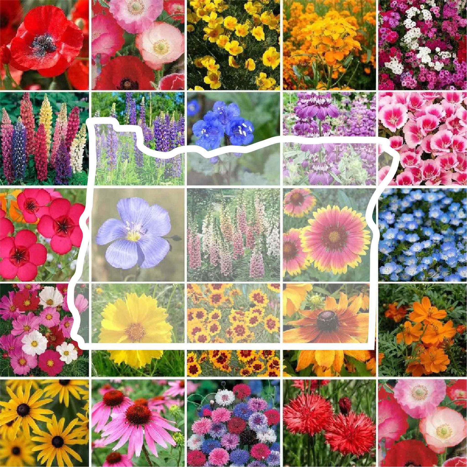 Oregon Wildflower Seed Mix Eden Brothers