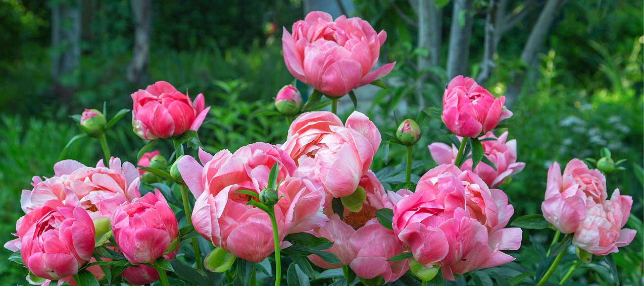 pink peony flowers in a garden setting