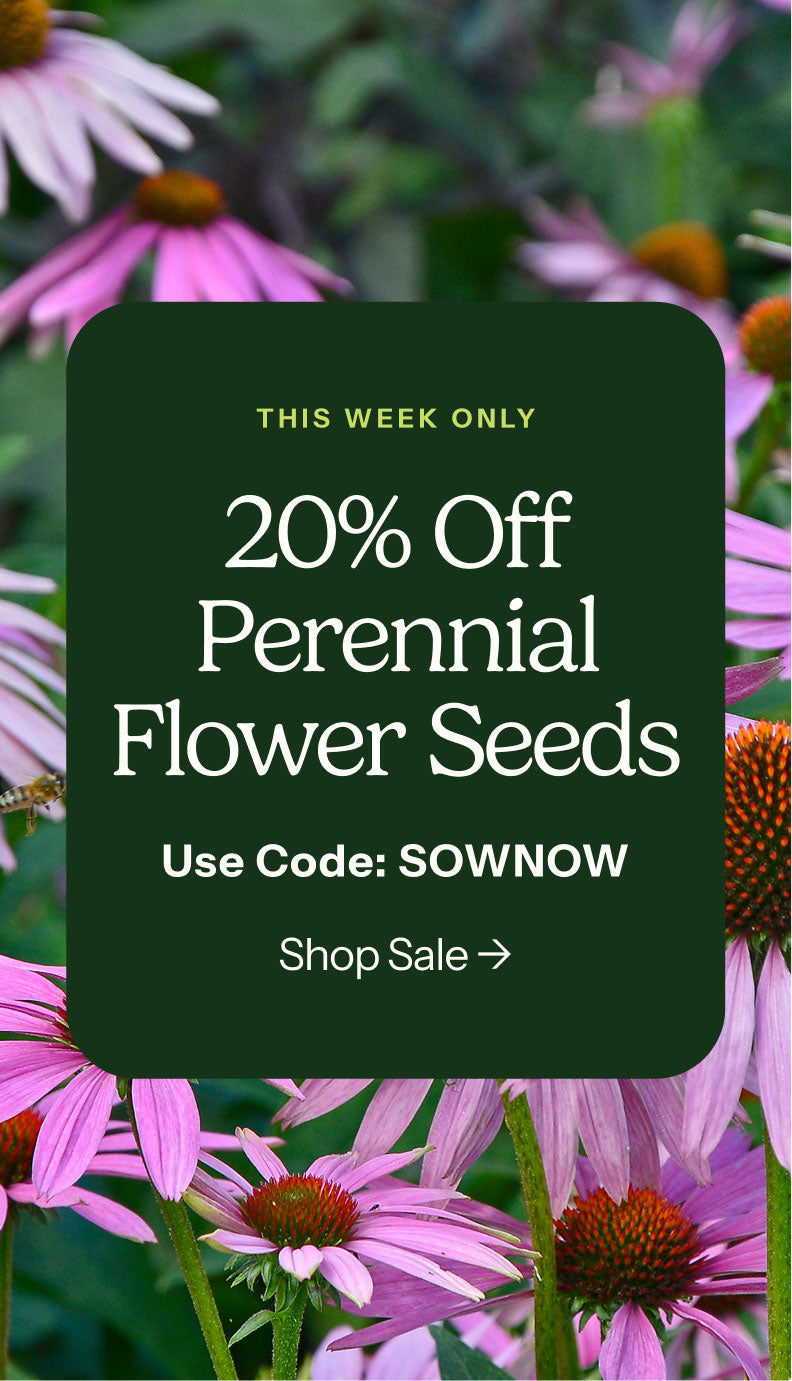 20% off Perennial Flower Seeds with code SOWNOW