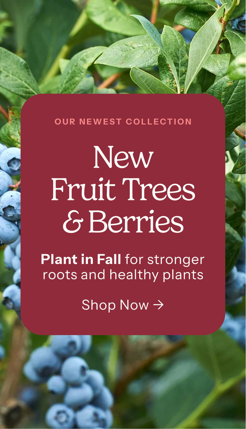 Promotional graphic for a new collection of fruit trees and berries, featuring a large dark red rounded rectangle with white text over a background of blueberries on a bush.