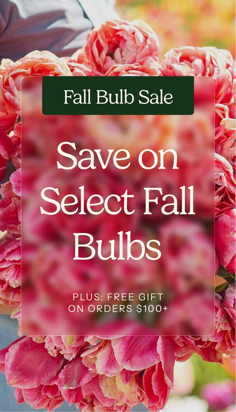 fall bulb sale