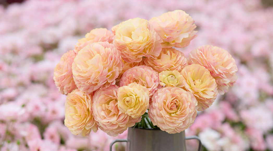 Bouquet of light pink ranunculus in a gray vase against a blurred pink floral background