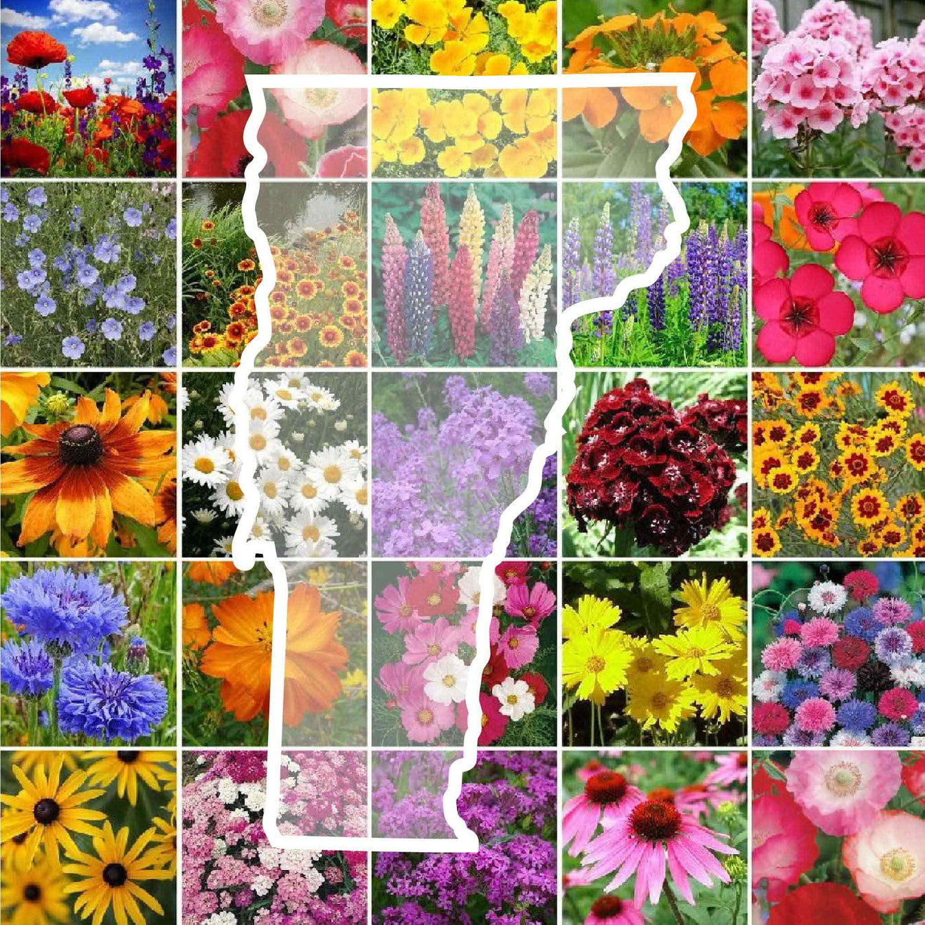 Vermont Wildflower Seed Mix Eden Brothers