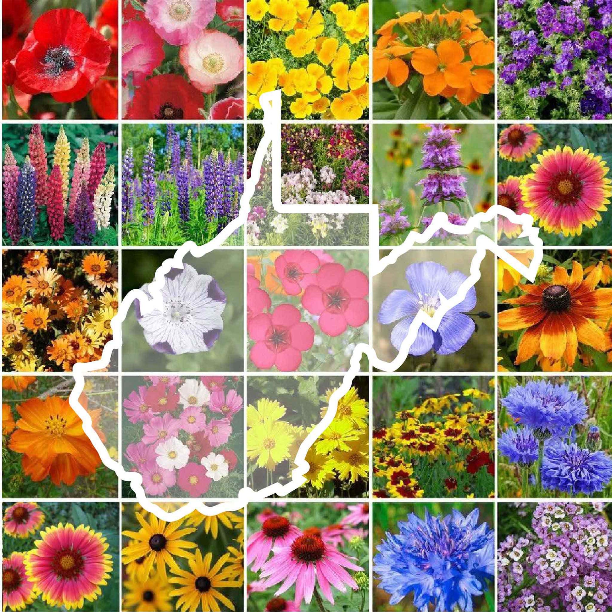 Virginia Stock Seeds - Packet, Mixed, Flower Seeds, Eden Brothers