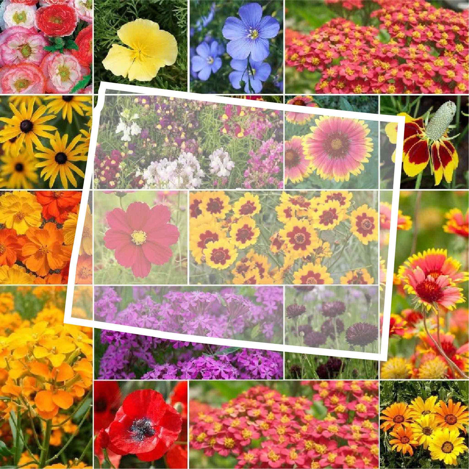 wyoming wildflower seed mix