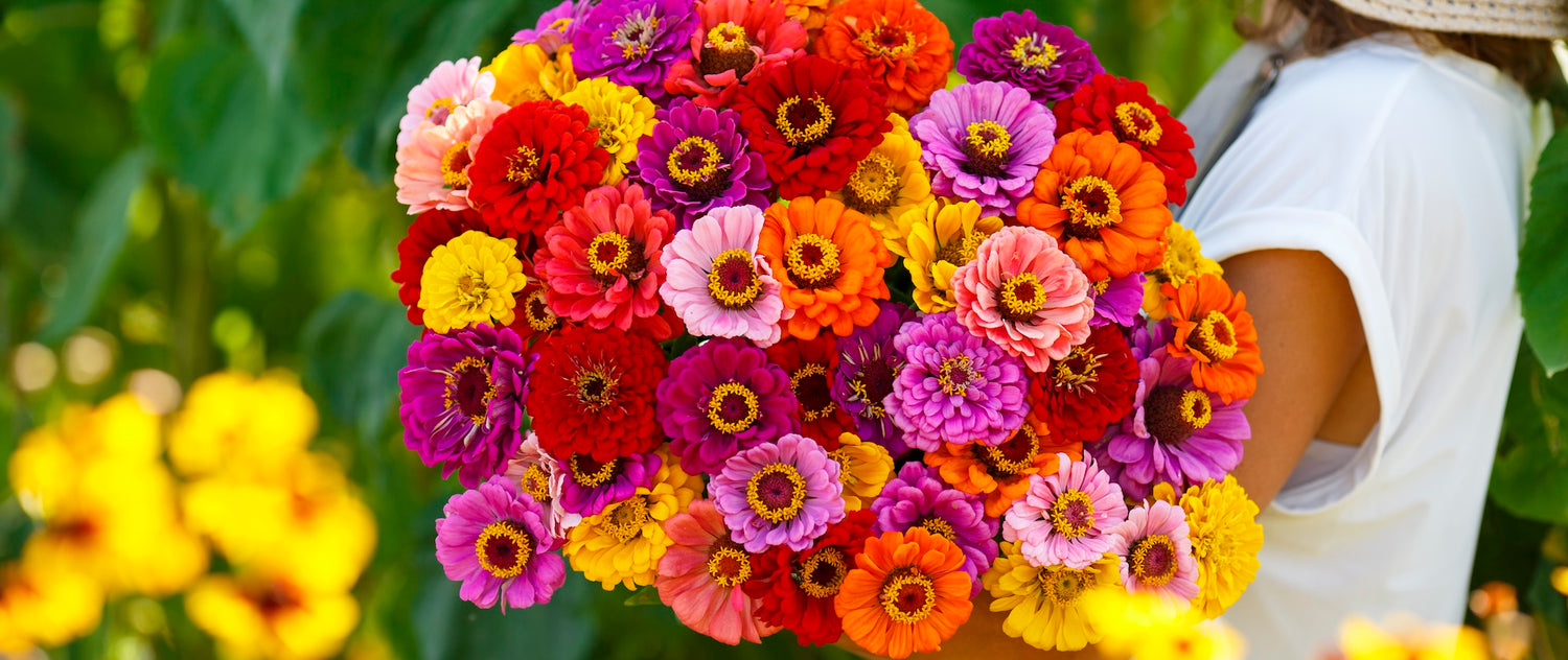 Colorful Zinnia Flower Mix
