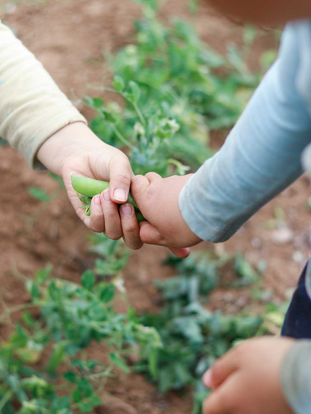 A close-up lifestyle shot of a person holding a green pea pod in their hand while standing in a garden field with soil and plants visible in the background.
