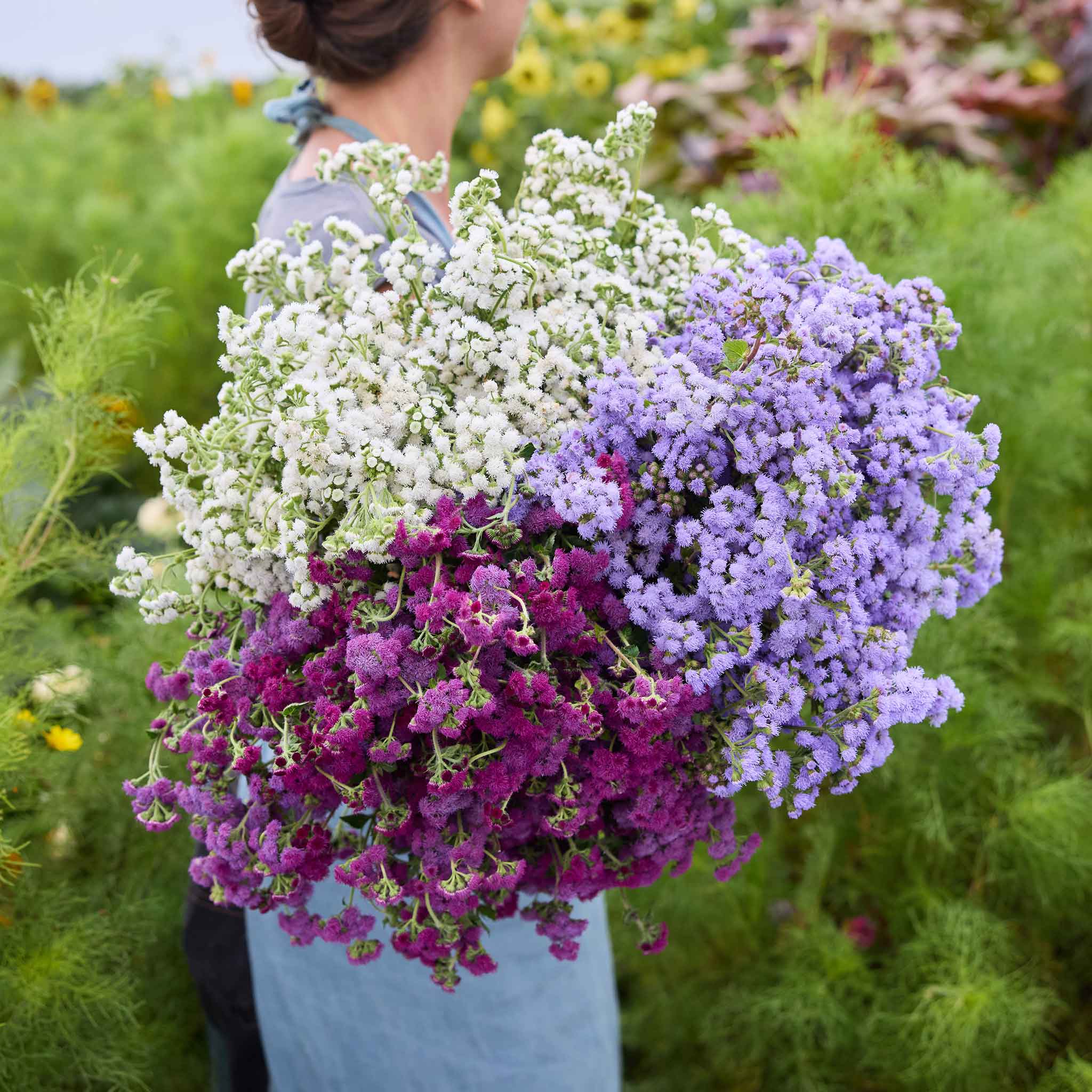 Woman holding a bouquet of flowers of the Ageratum Bundle in a field.