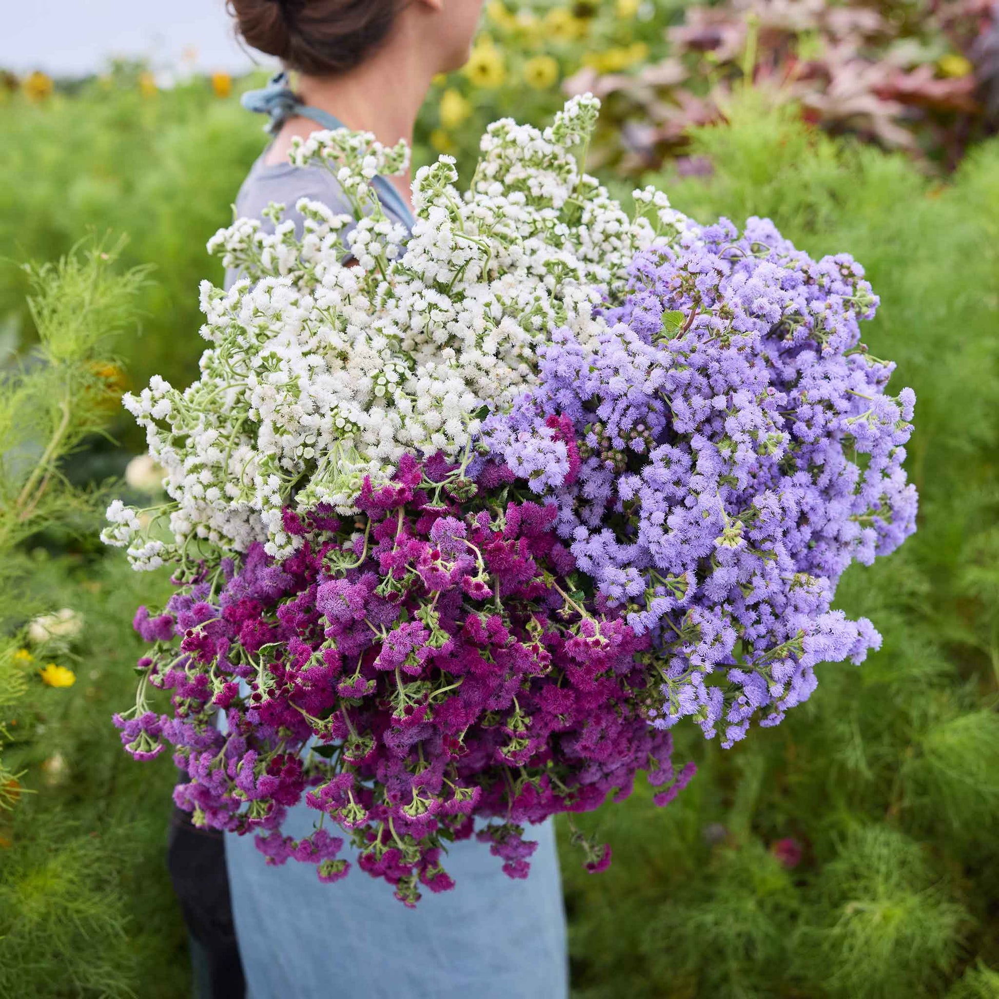 Woman holding a bouquet of flowers of the Ageratum Bundle in a field.