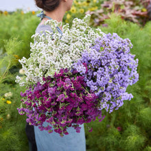 Woman holding a bouquet of flowers of the Ageratum Bundle in a field.