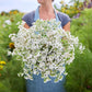 Woman holding a bouquet of white Ageratum flowers in a natural setting.