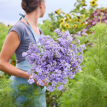 Person holding a bouquet of ageratum dondo blue flowers in a garden setting.