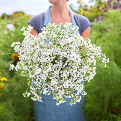 Person holding a bouquet of ageratum dondo white flowers in a garden setting.