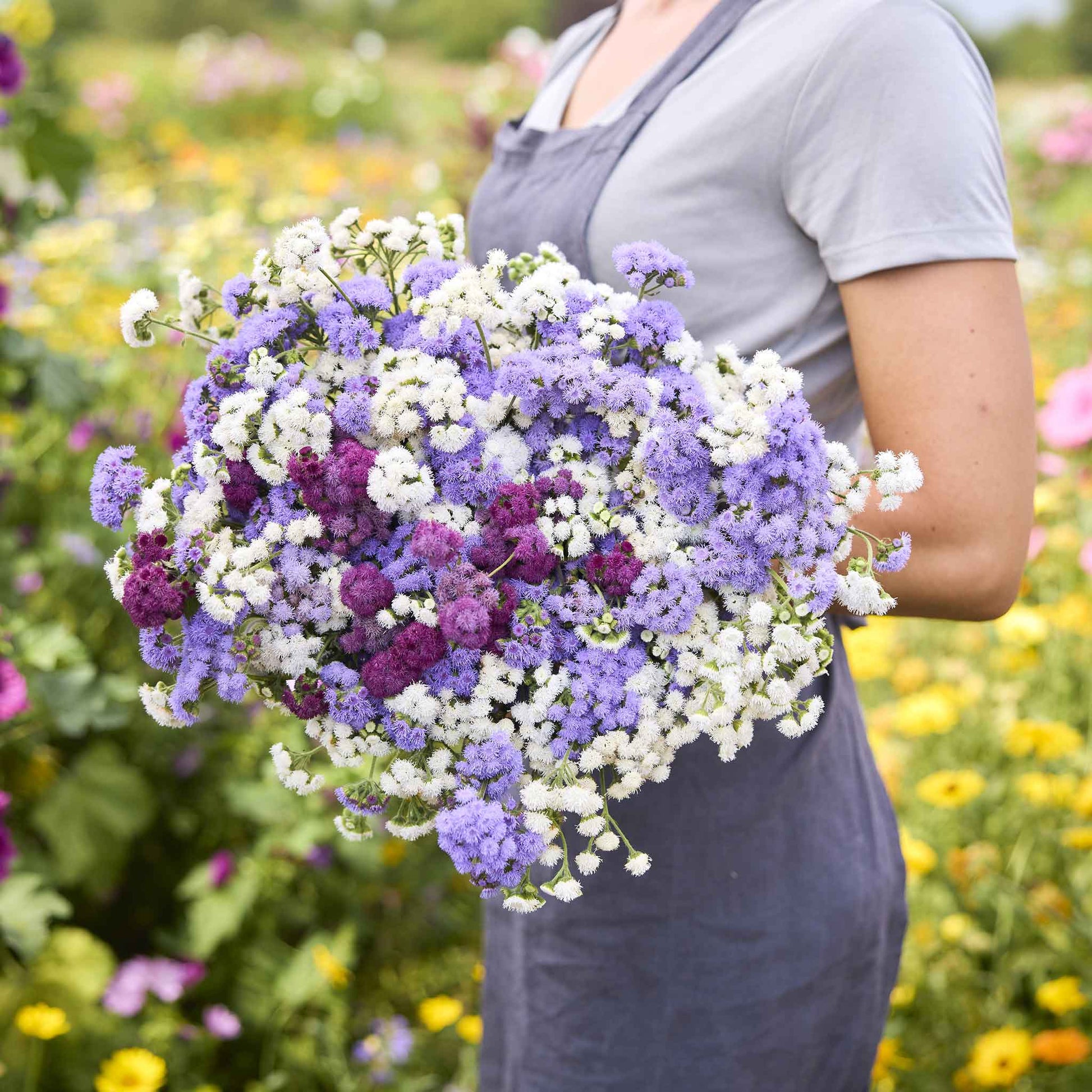 A cluster of small, fluffy ageratum flowers with varying shades of blue and purple.