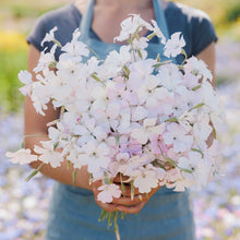 A person wearing a blue apron holds a large bouquet of pale pink and white agrostemma flowers in a sunlit outdoor setting.
