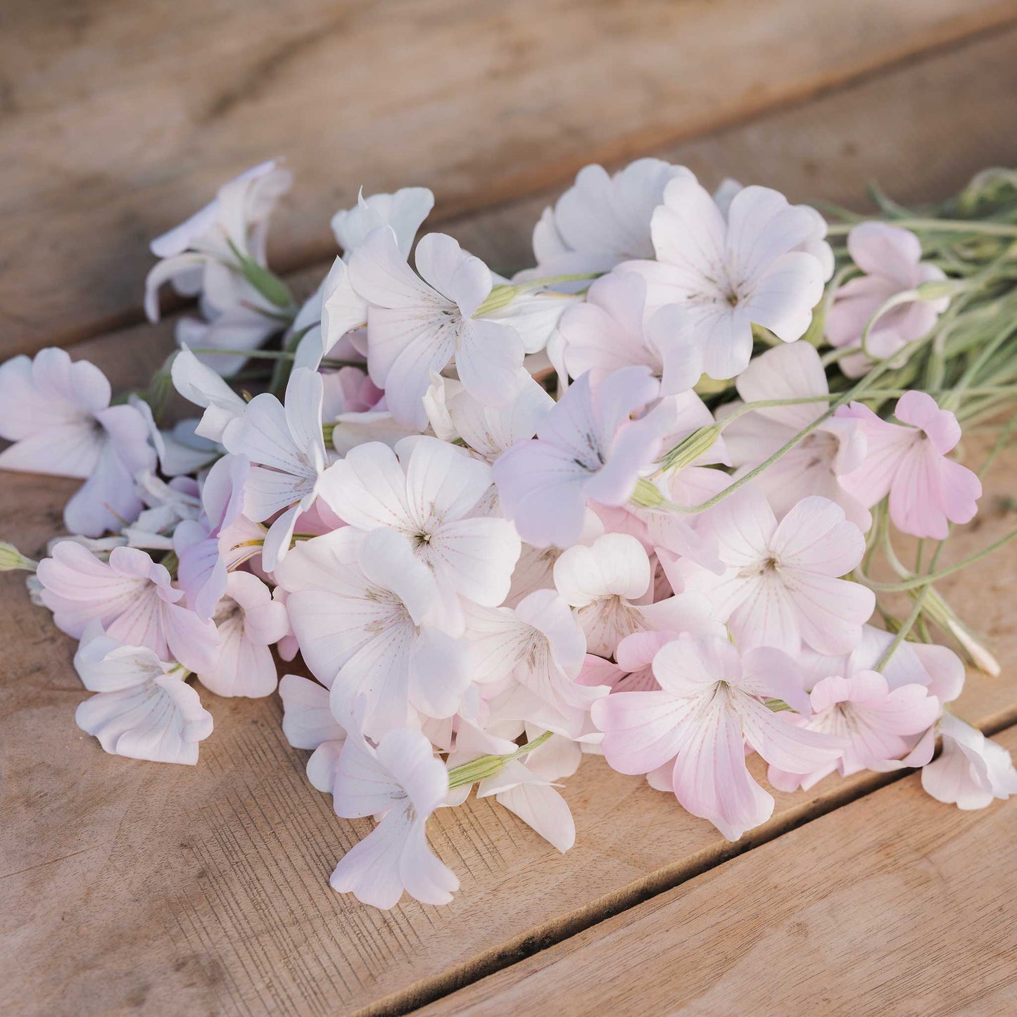 A cluster of pale pink and white agrostemma flowers with green stems arranged on a rustic wooden surface.